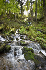 Fototapeta premium Schwarzwald 2