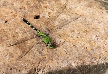 Eastern Pondhawk, Erythemis simplicicollis