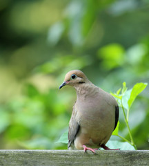 Mourning Dove, Zenaida macroura