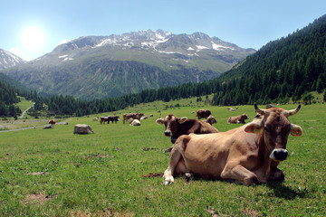 Fototapeta na wymiar krów wypasanych