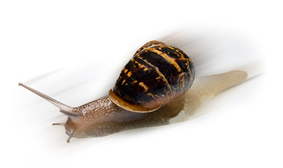 Fast Snail with motion Blur