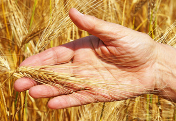 Cereal Grain Harvest - Getreide Ernte