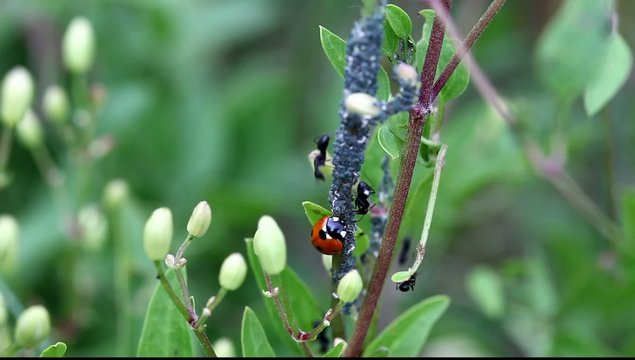 coop&eacute;ration fourmis pucerons