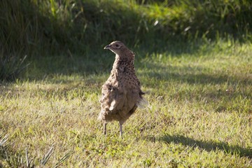 Pheasant