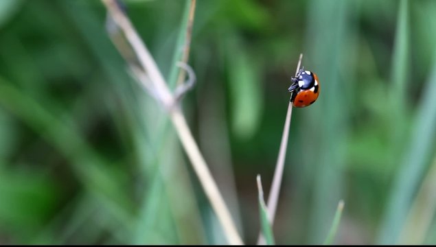 coccinelle