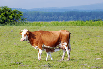 Fototapeta na wymiar cow feeding with milk little calf