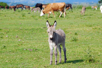cute little gray donkey foal
