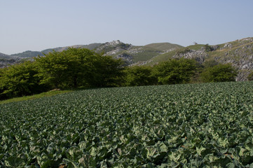 キャベツ畑とカルスト台地　Patch of cabbages and Karst tableland
