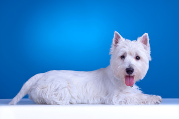 west highland terrier