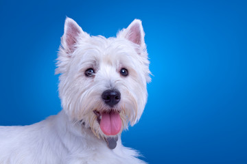 face of a westie