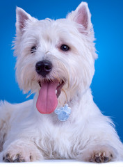 panting westie