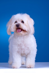 maltese dog standing