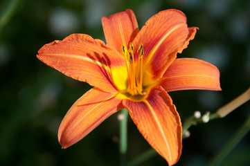 Flowering Orange Tiger Lily