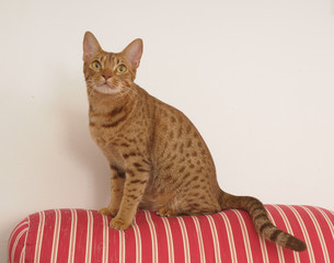 OCICAT.