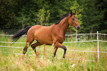 Fototapeta premium Hannoveraner horse walking on grass field