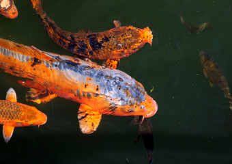 Koi Karpfen