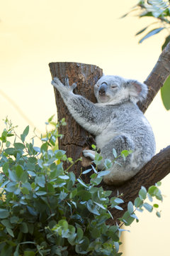 Koala B&auml;r