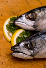 Saltwater fish mackerel II