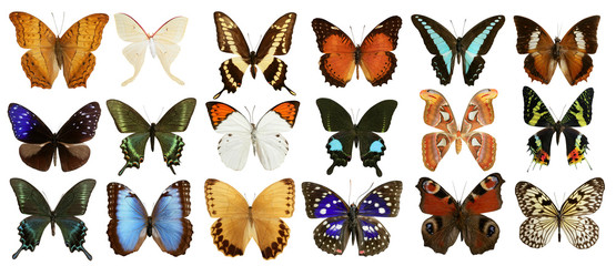 collection de papillons colorés isolés sur blanc