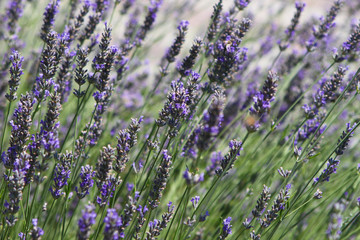 Naklejka premium Echter Lavendel - 