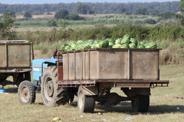 Abtransport von Wassermelonen während Ernte
