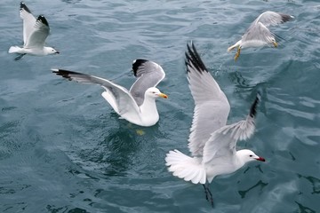 active sea gulls seagulls over blue sea ocean