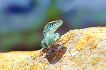 formentera lizard Podarcis pityusensis formenterae