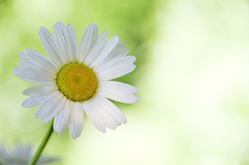 Fototapeta premium Daisy