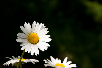 Daisy