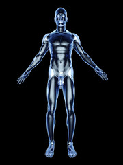Menschlicher Körper - Anatomie