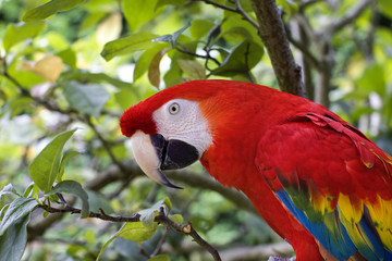 Guacamayo