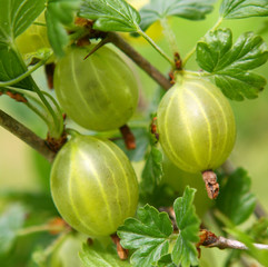 stachelbeeren