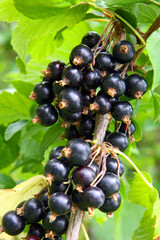 schwarze johanisbeeren