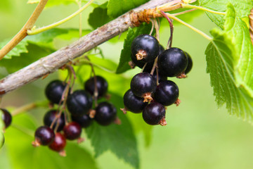 schwarze jochanisbeeren
