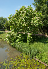 Blühender Prächtiger Trompetenbaum, Catalpa speciosa