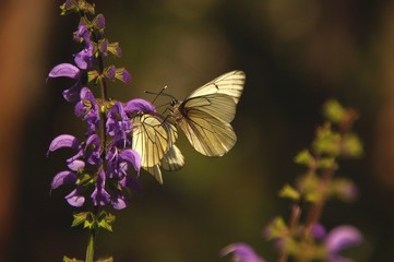 Duo de papillons