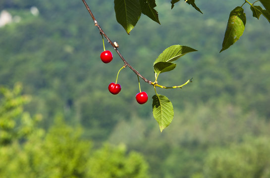 「Sommerfrucht」の画像 - 1,279 件の Stock 写真、ベクターおよびビデオ | Adobe Stock