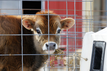Calf Munching Hay
