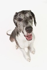 Great Dane Dog