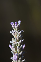 Lavender Macro