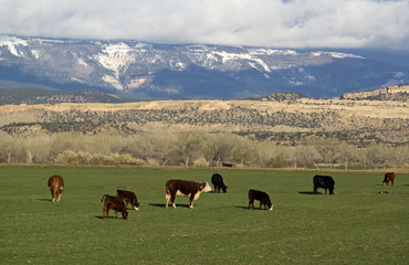 Cows Grazing in Utah Foothills