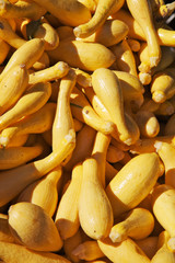 Yellow Squash Pile