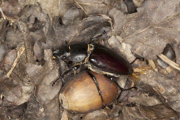 Female stag beetle sitting on acorn. Macro photo.