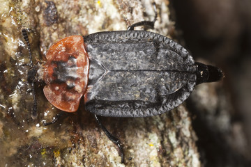 Red-breasted carrion beetle (Oiceoptoma thoracicum)