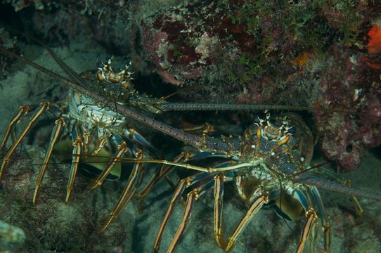 Spiny Lobster-Panulirus argus
