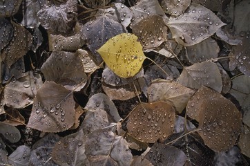Raindrops On Fallen Aspen Leaves