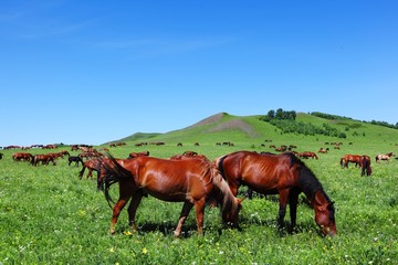 Obraz premium Horse