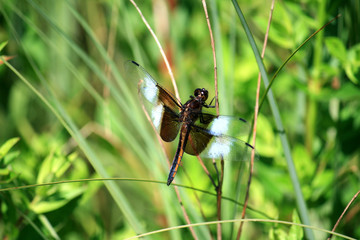 Dragonfly
