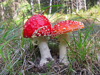 Fly agaric (Amanita muscaria)