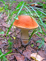 Mushroom